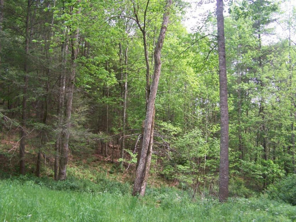 0 Andy Bunton Lane Butler, TN 37640 - Photo 4 of 9 Photo 4