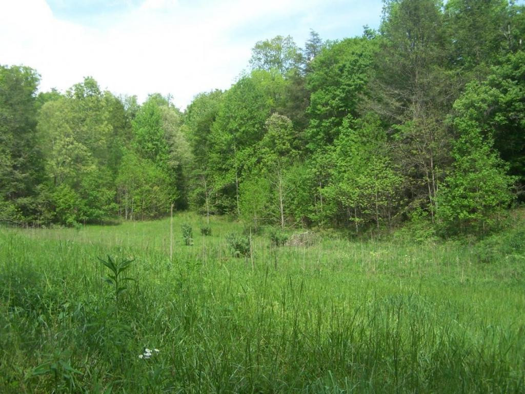 0 Andy Bunton Lane Butler, TN 37640 - Photo 8 of 9 Photo 8