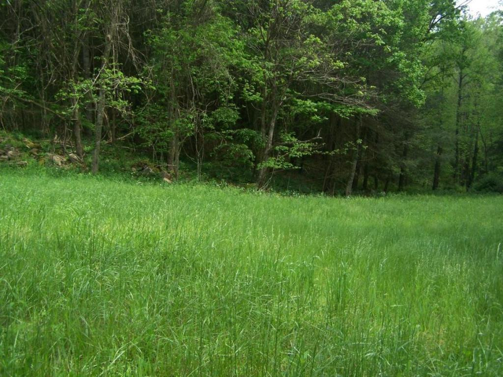 0 Andy Bunton Lane Butler, TN 37640 - Photo 9 of 9 Photo 9