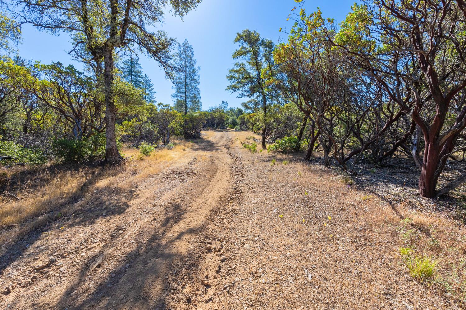 12996 Deadmans Flat Road Grass Valley, CA 95945 - Photo 6 of 12 a view of a yard with trees