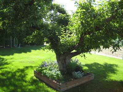1360 Dilley Road Tieton, WA 98947 - Photo 11 of 23 a backyard of a house with lots of green space