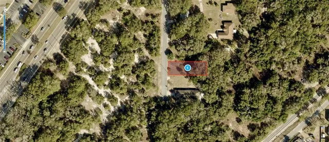 a close up of a plant in a yard