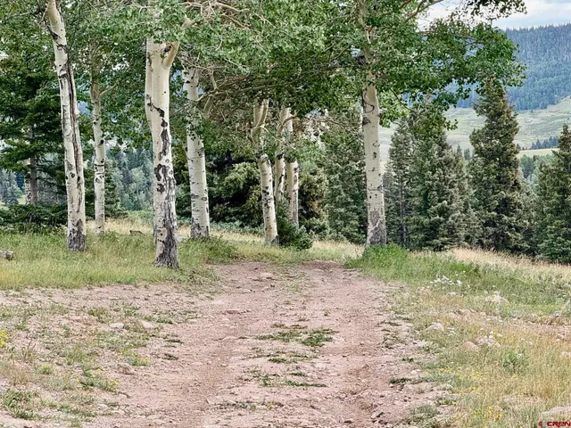 a view of a yard with plants and trees