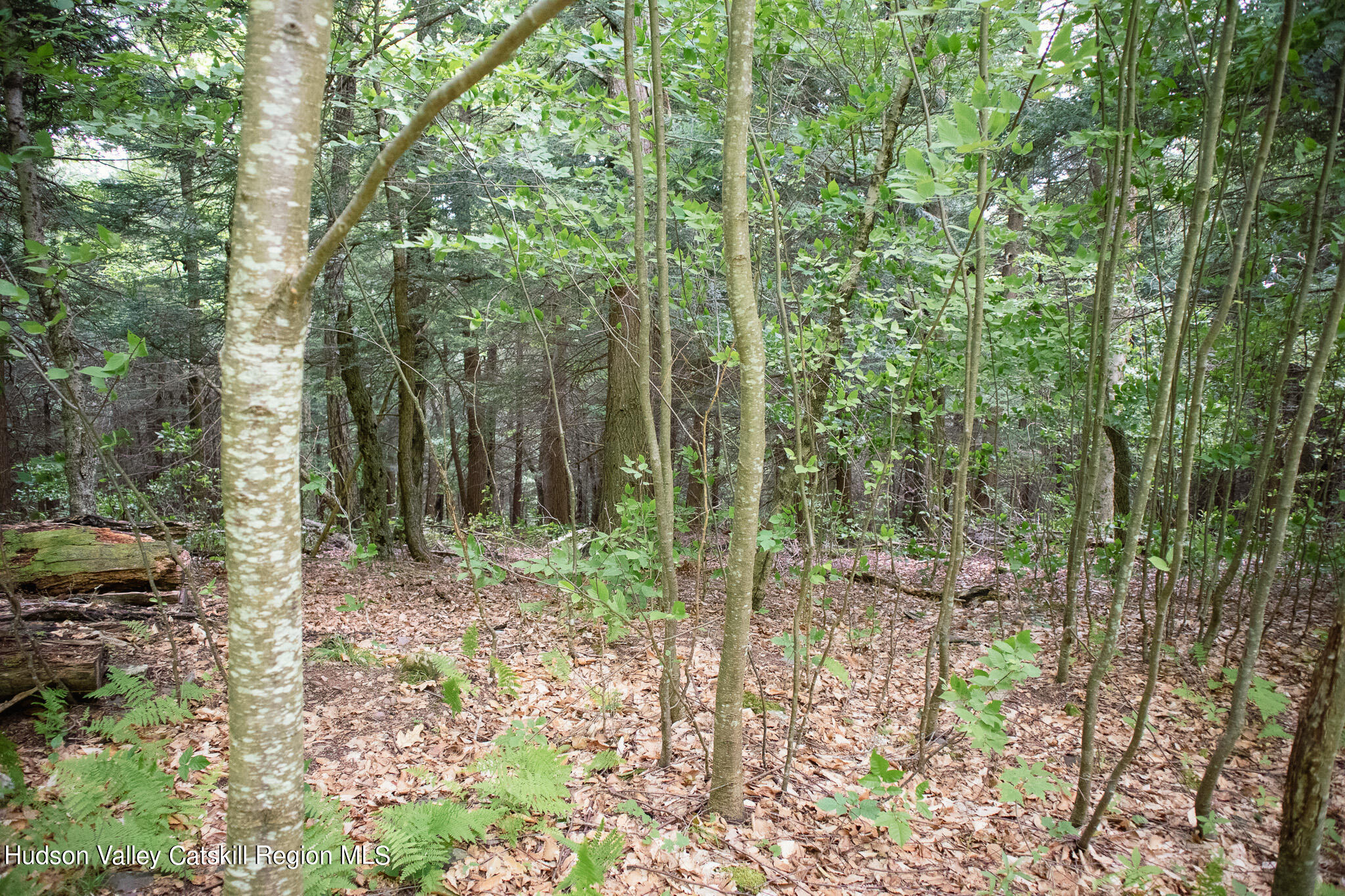 Tbd Tbd Hollow View Road Windham, NY 12496 - Photo 10 of 17 IMG_8160-2