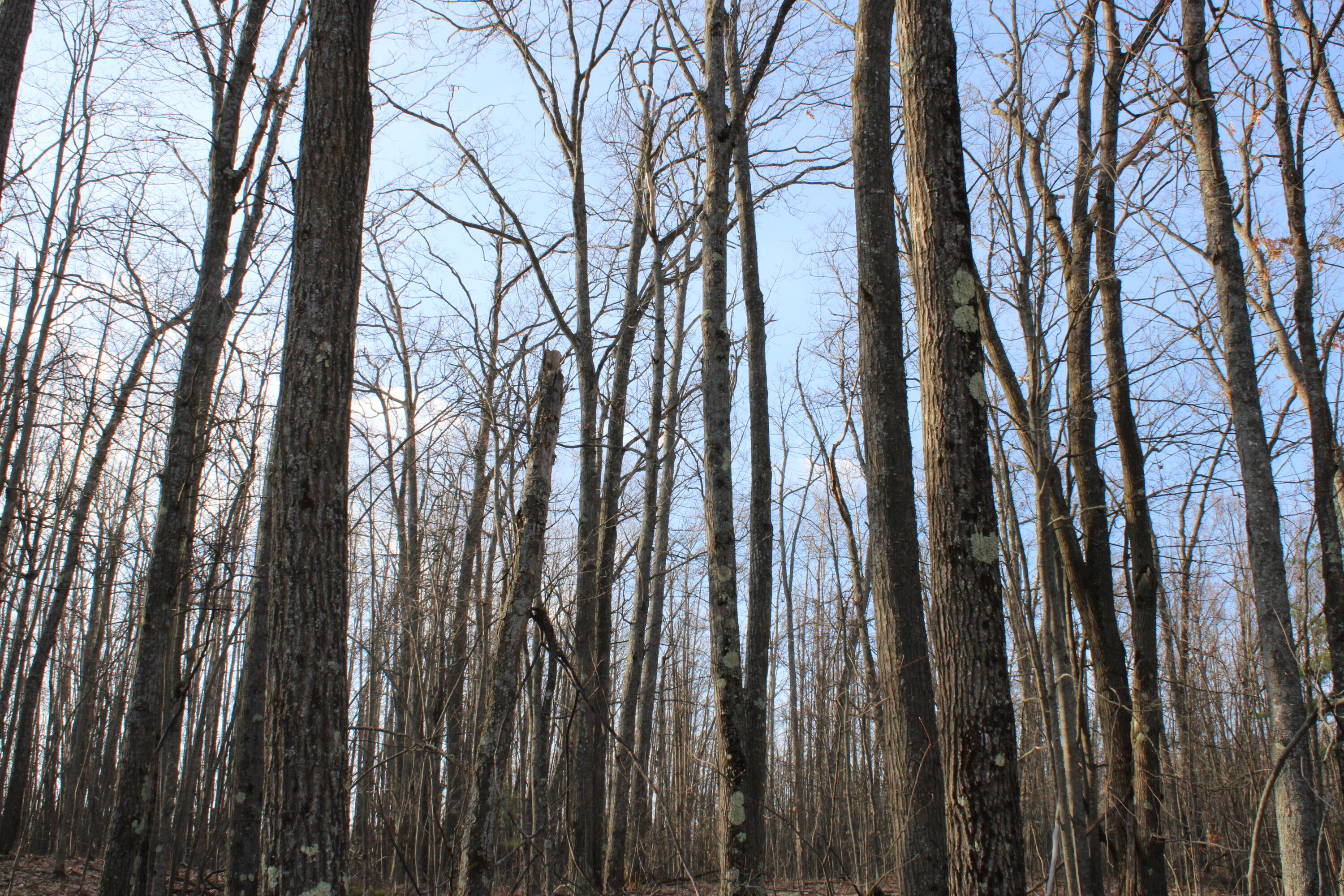 1 Hardy Grade Road Curran, MI 48728 - Photo 3 of 18 IMG_7836