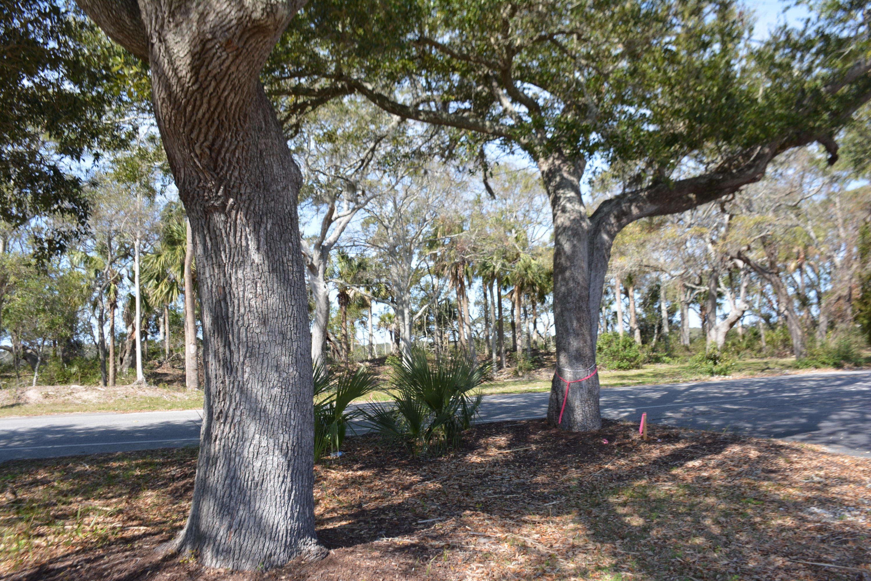 124 Jungle Road Edisto Island, SC 29438 - Photo 1 of 10 DSC_3549_1640