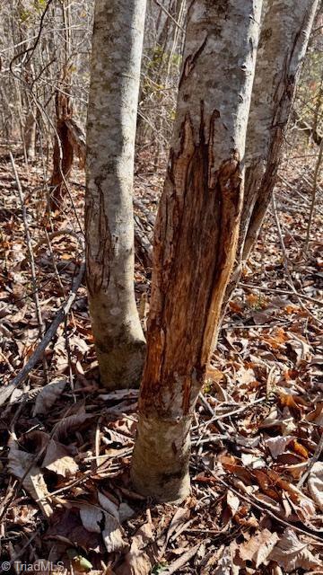 747 Chandler Road Dobson, NC 27017 - Photo 35 of 46 Deer Rubs