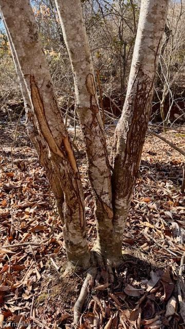 747 Chandler Road Dobson, NC 27017 - Photo 36 of 46 Deer Rubs