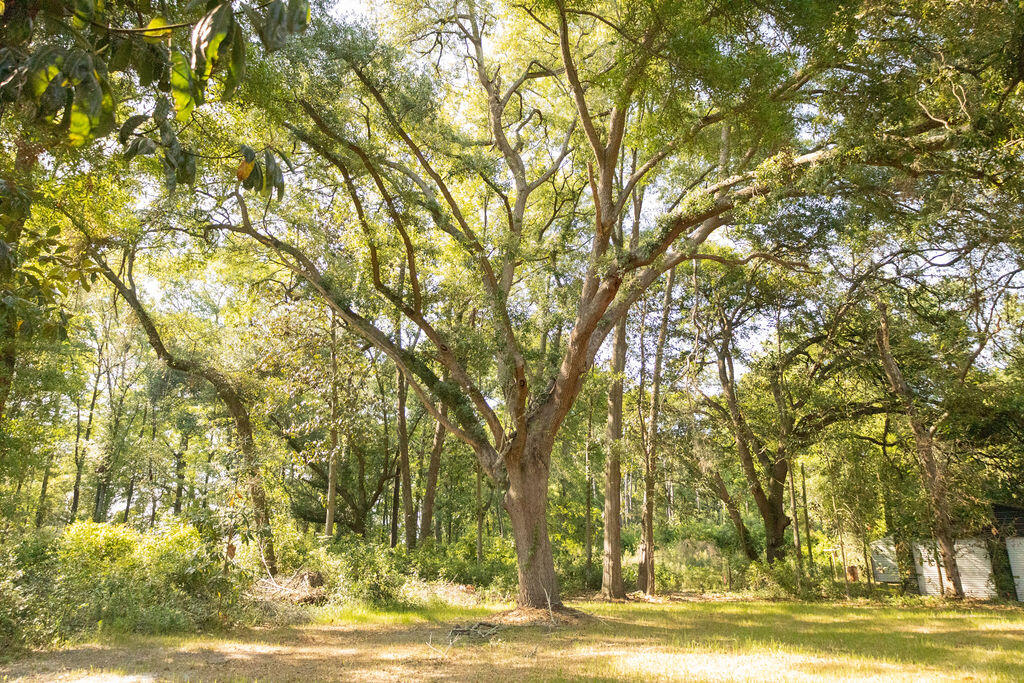 141 Mt Carmel Road Walterboro, SC 29488 - Photo 16 of 17 3T6A5559