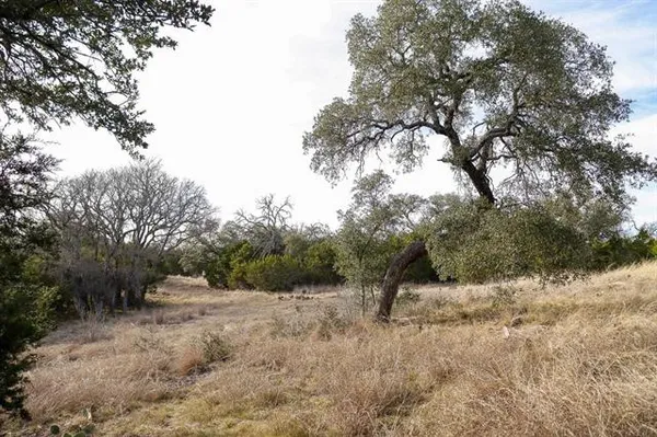 a view of a forest filled with trees