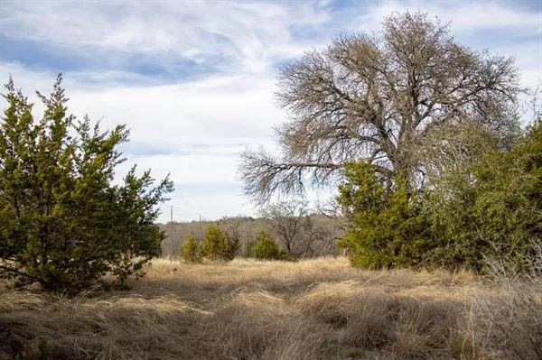 a view of a yard with a tree