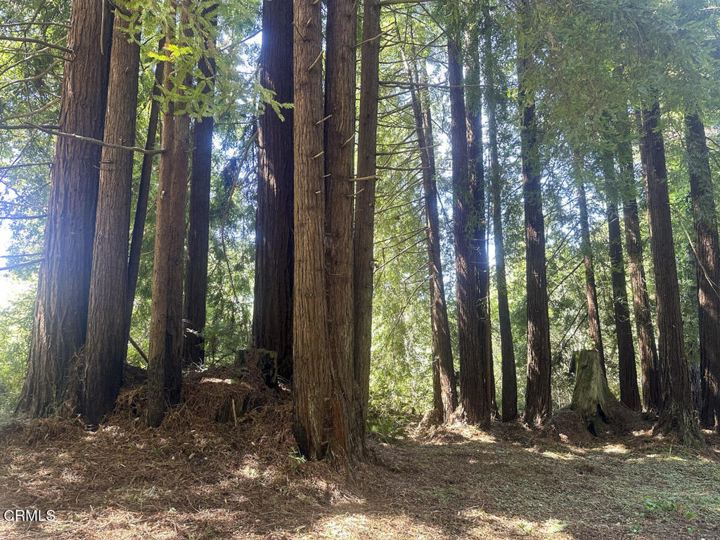 31320 Airport Road Fort Bragg, CA 95437 - Photo 3 of 14 a view of backyard with green space