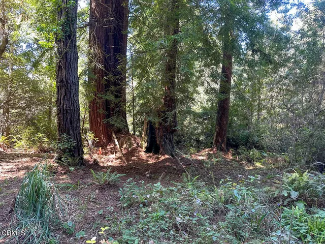 a view of a tree in the middle of a forest