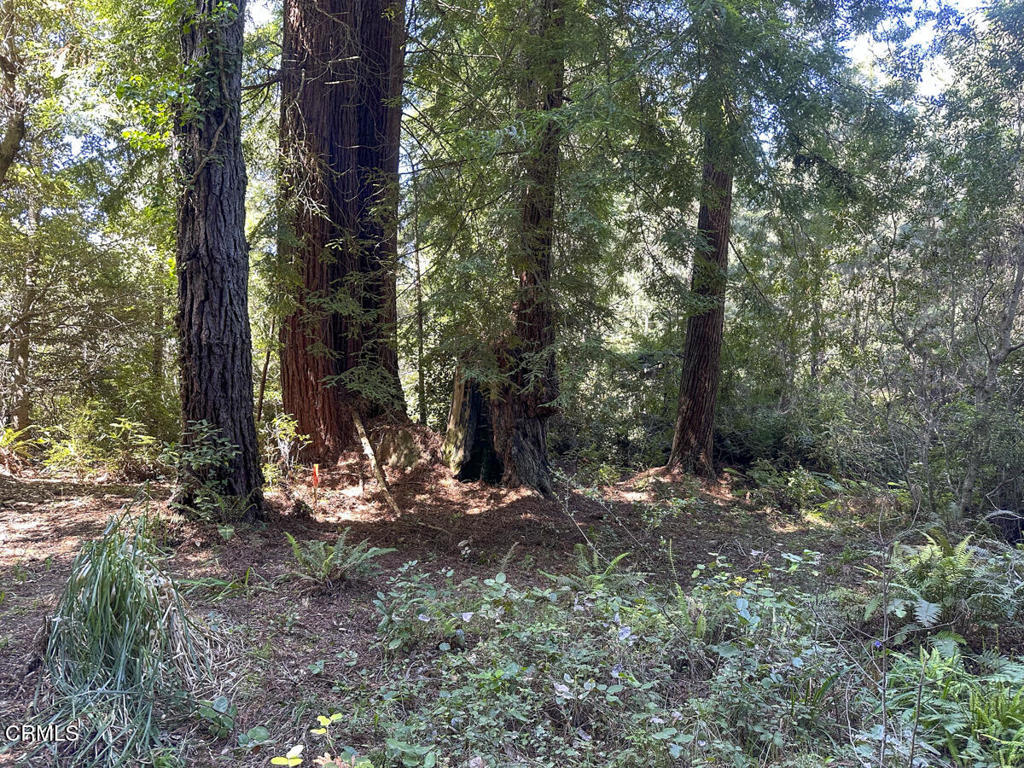 31320 Airport Road Fort Bragg, CA 95437 - Photo 4 of 14 a view of a tree in the middle of a forest