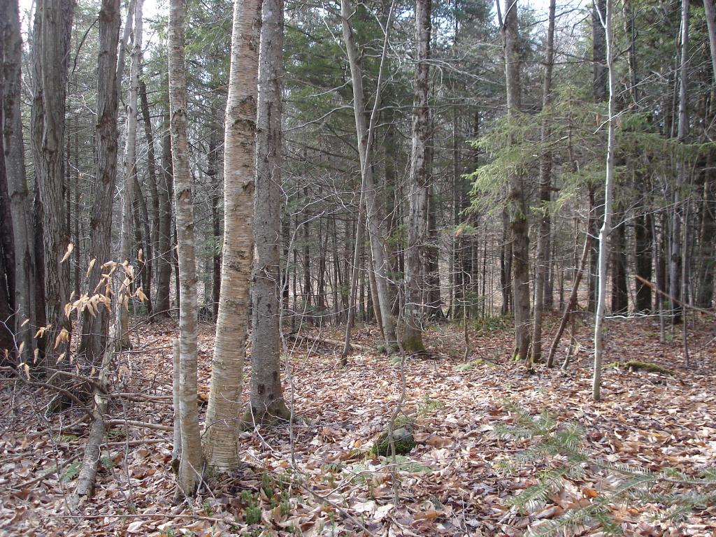 528 Kettle Farm Road Westfield, VT 05874 - Photo 2 of 10