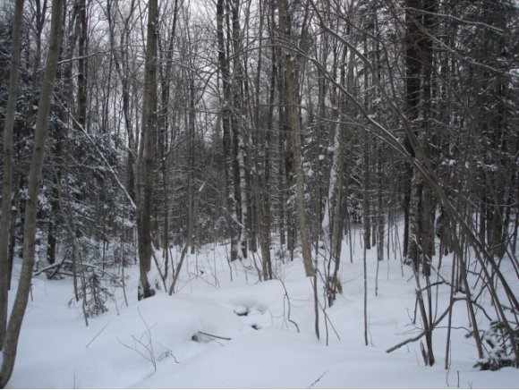 528 Kettle Farm Road Westfield, VT 05874 - Photo 8 of 10