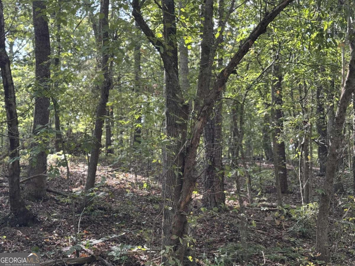 0 Cagle Road Northeast Rydal, GA 30171 - Photo 8 of 12