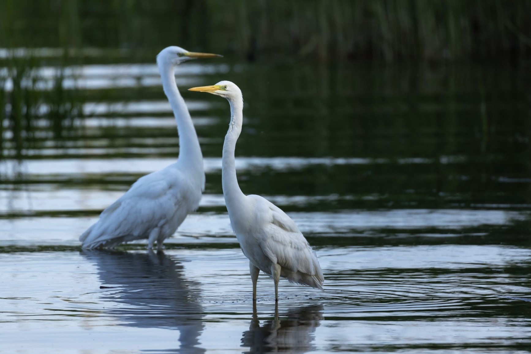 633 Quintana Roo Place Seabrook, TX 77586 - Photo 41 of 47 Delight in bird watching - your bay is home to a variety of majestic birds! Pictured here are two egrets in the property's costal pond.
