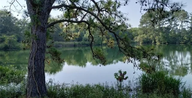 a view of a lake from a yard