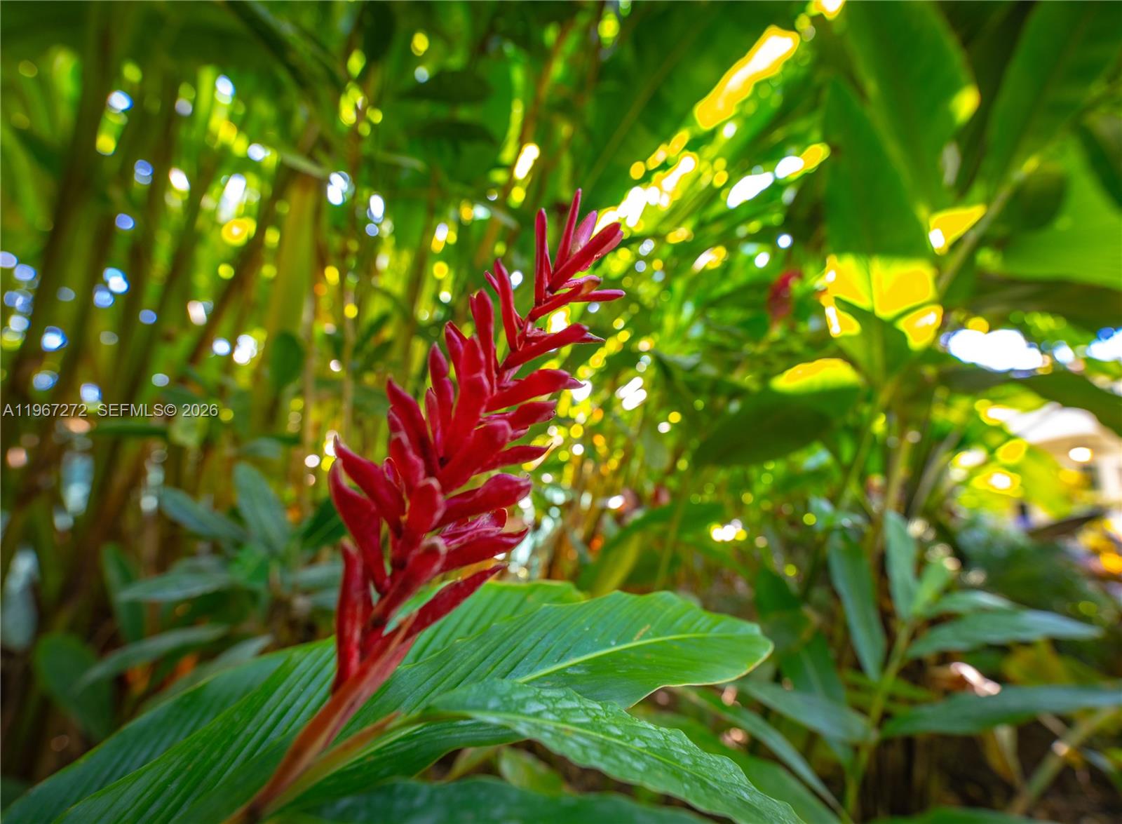 4867 Southwest 82nd Street Miami, FL 33143 - Photo 22 of 69 a backyard of a house
