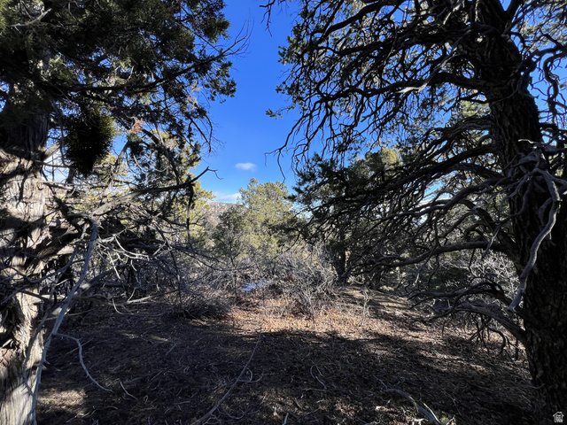 38 Broken Branch Road, Unit 38 Kanab, UT 84741 - Photo 45 of 53 Wooded terrain featuring mature trees with evergreen foliage and exposed branches under a clear blue sky