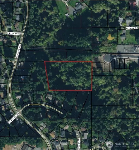 a view of a forest with a tree