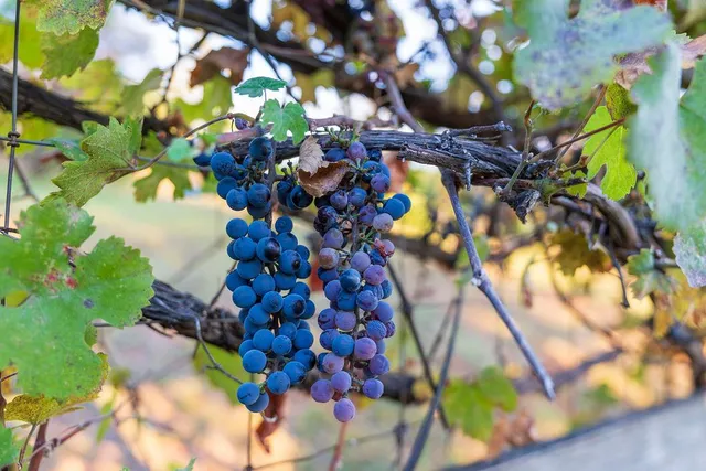 $770,000 | 10132 Ranch Road, Rough and Ready, CA 95975