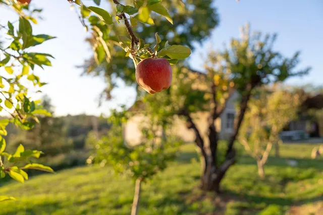 $770,000 | 10132 Ranch Road, Rough and Ready, CA 95975