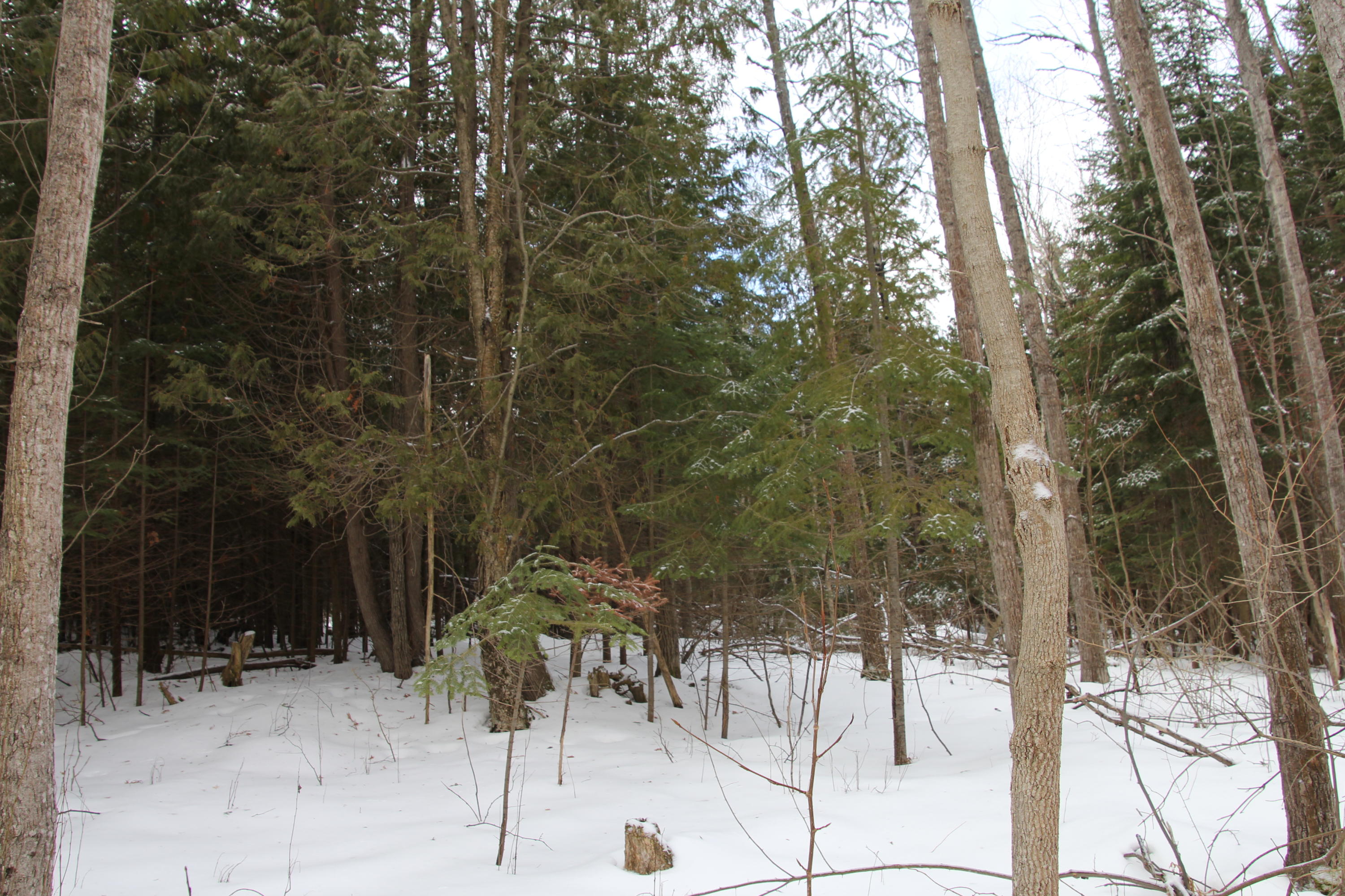 40-acres Tolan Road Spruce, MI 48762 - Photo 79 of 95 Gallery Image 79