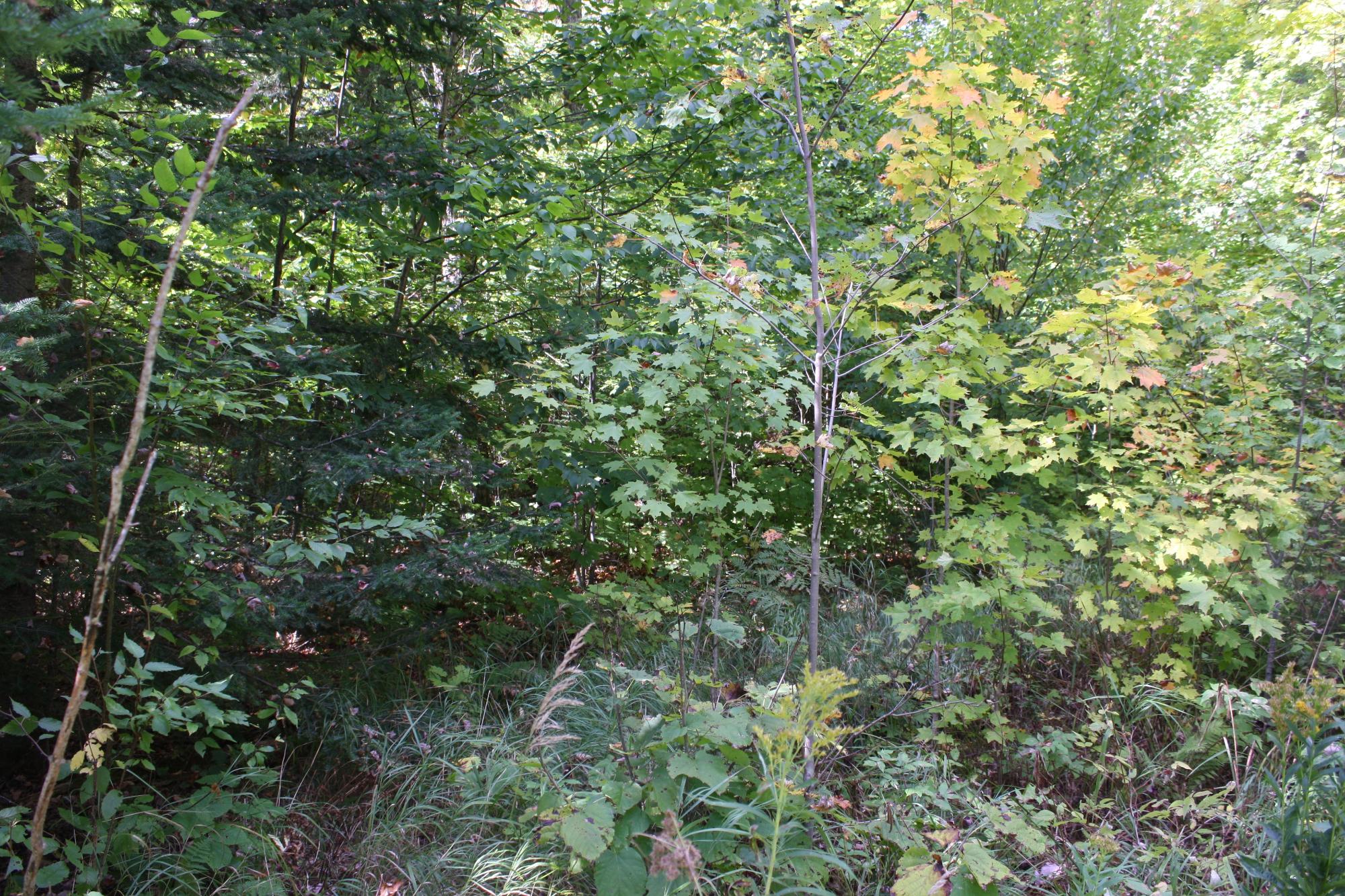 Lot 19 Many Rock Road Mercer, WI 54547 - Photo 10 of 23 Gallery Image 10