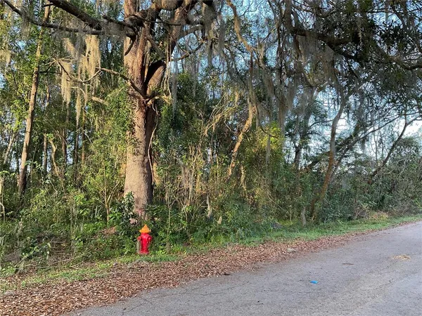 a view of road and trees