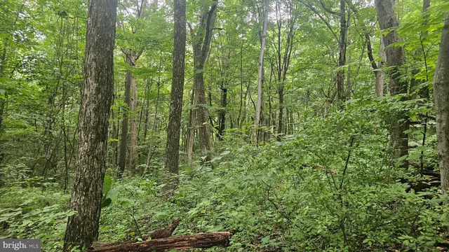 a view of a lush green forest
