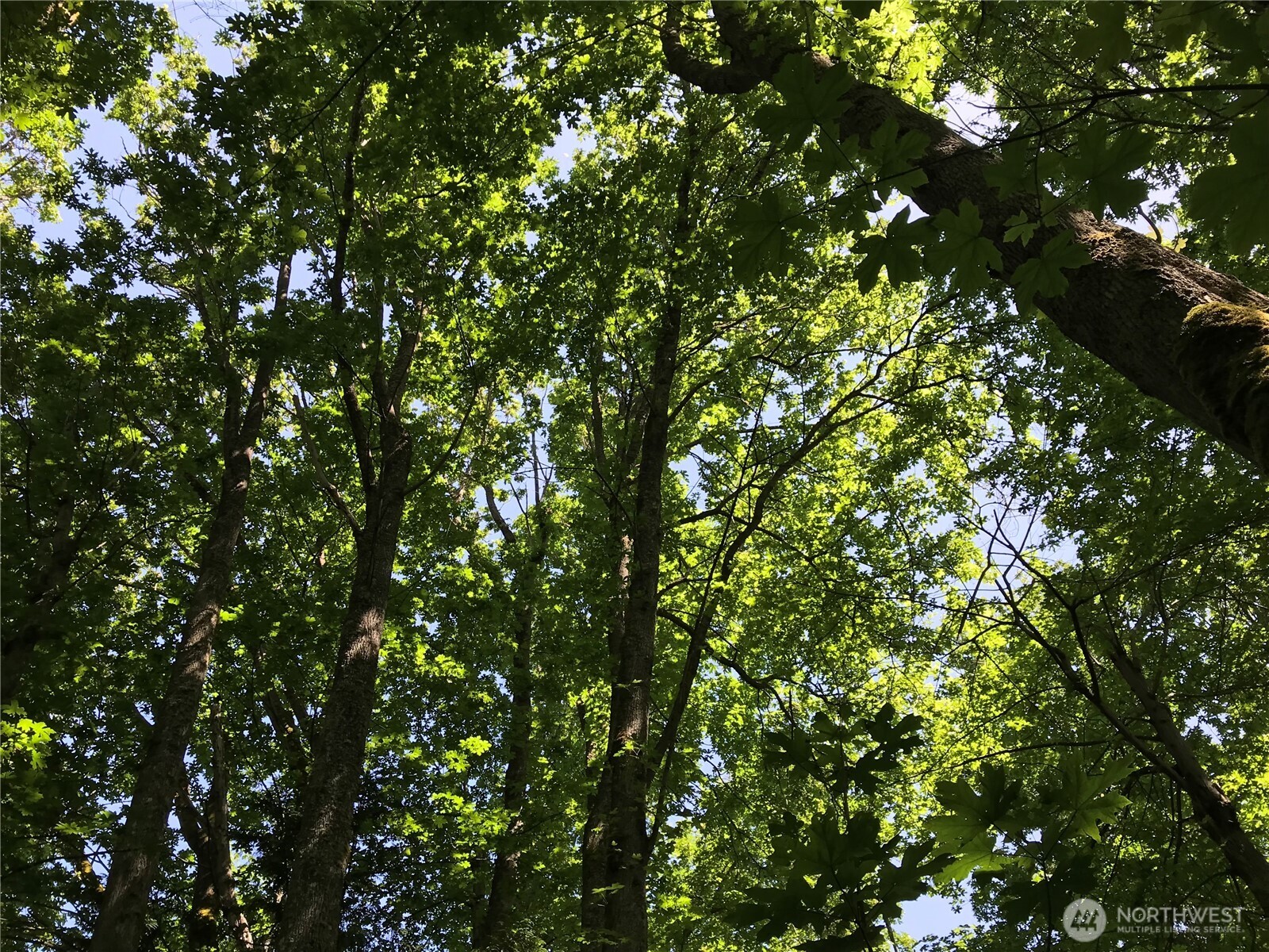 V2 Gedney Way Everett, WA 98201 - Photo 8 of 11 a view of a tree