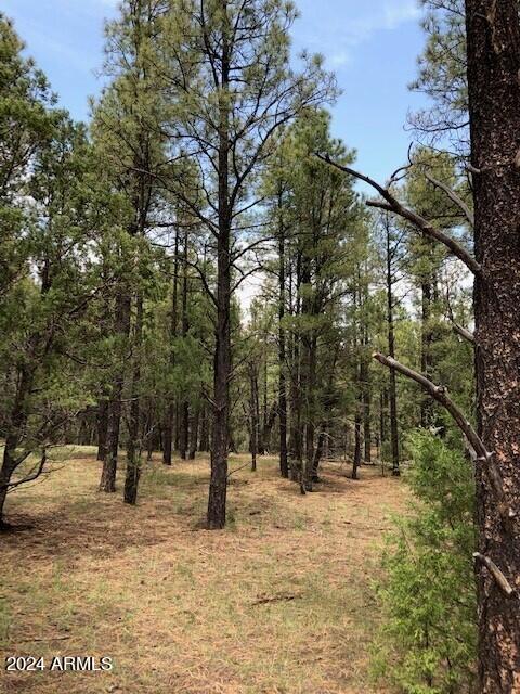 2 County Rd N2331 Nutrioso, AZ 85932 - Photo 34 of 40 a view of road with trees