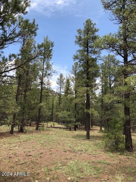 2 County Rd N2331 Nutrioso, AZ 85932 - Photo 35 of 40 a view of a yard with trees