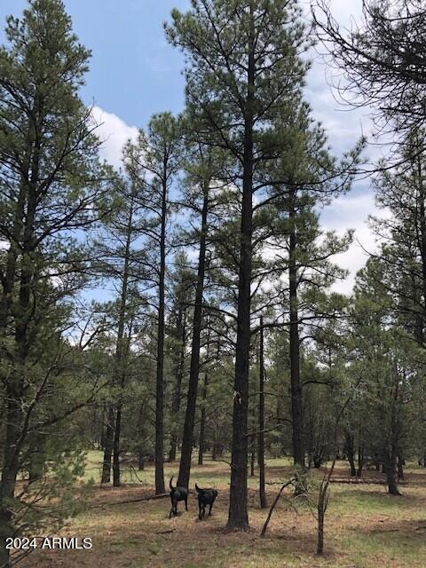 2 County Rd N2331 Nutrioso, AZ 85932 - Photo 36 of 40 a view of outdoor space with lots of trees