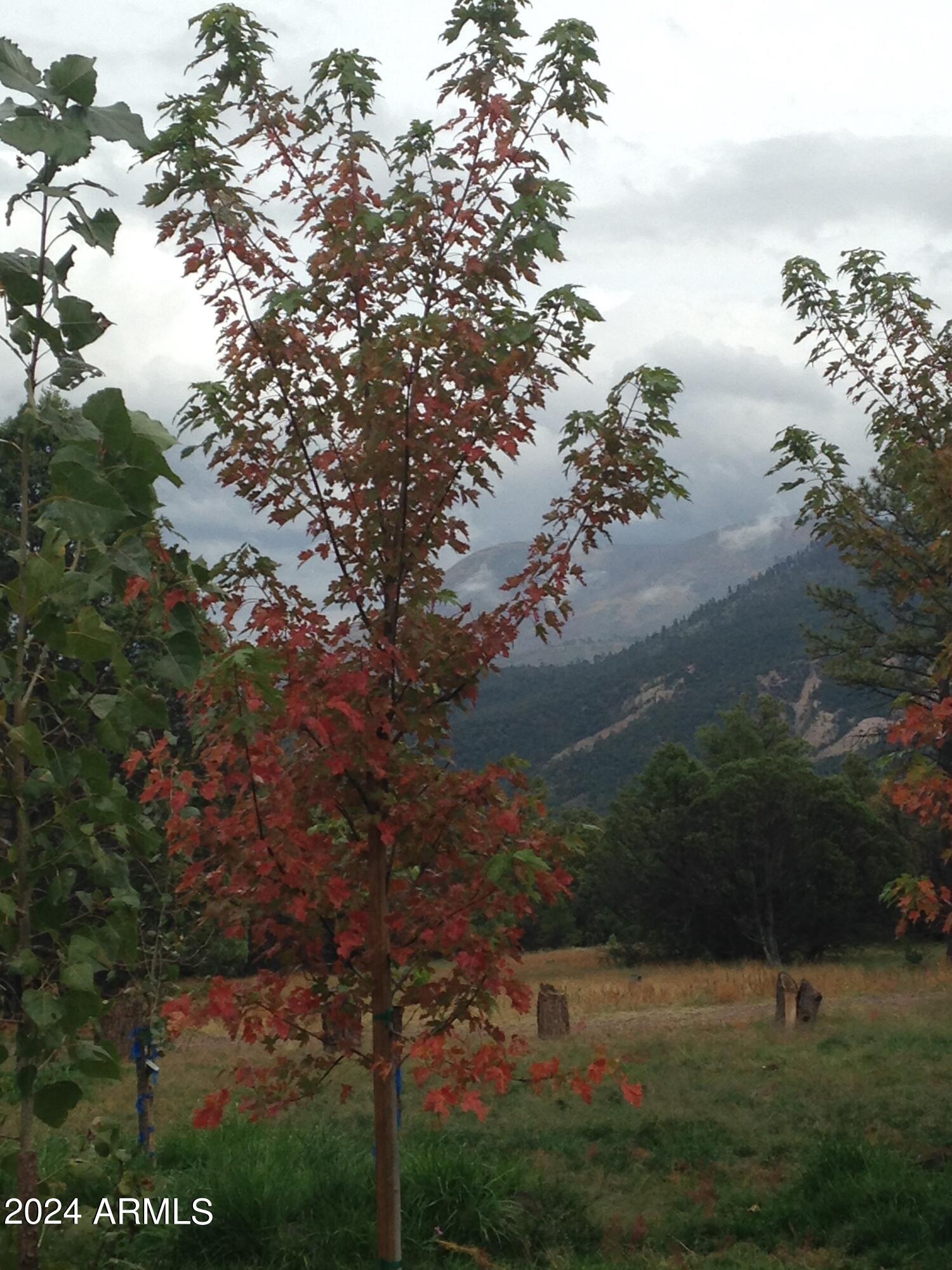 2 County Rd N2331 Nutrioso, AZ 85932 - Photo 39 of 40 a view of a yard with plants and a bench