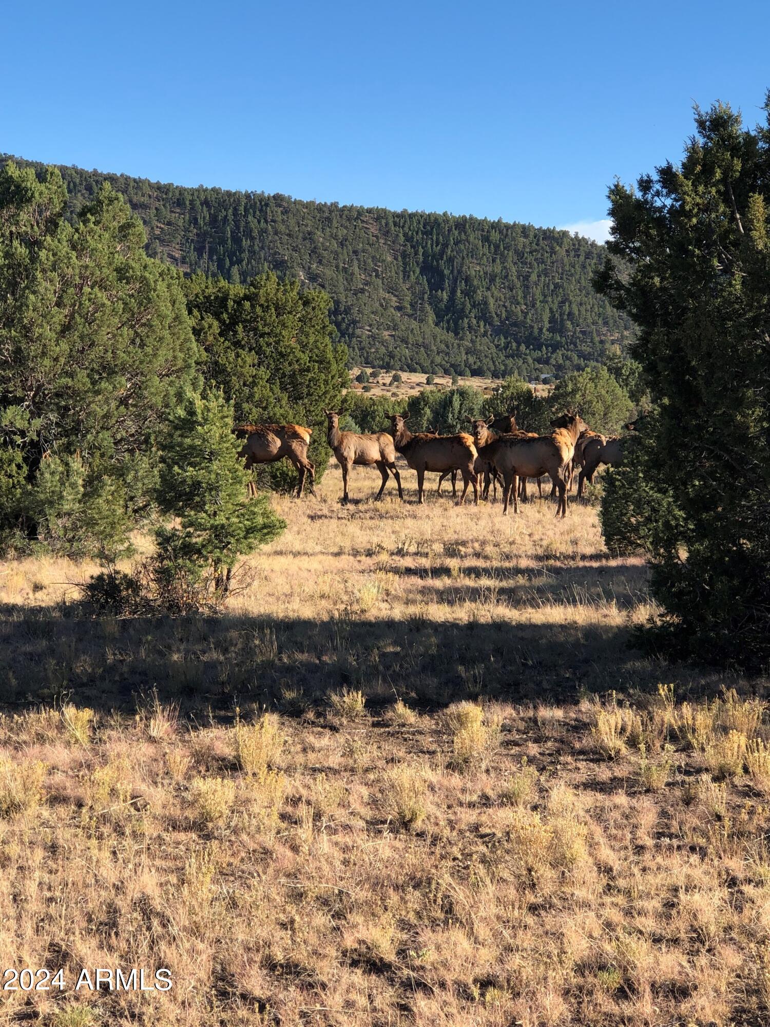 2 County Rd N2331 Nutrioso, AZ 85932 - Photo 6 of 40 a view of swimming pool with a yard