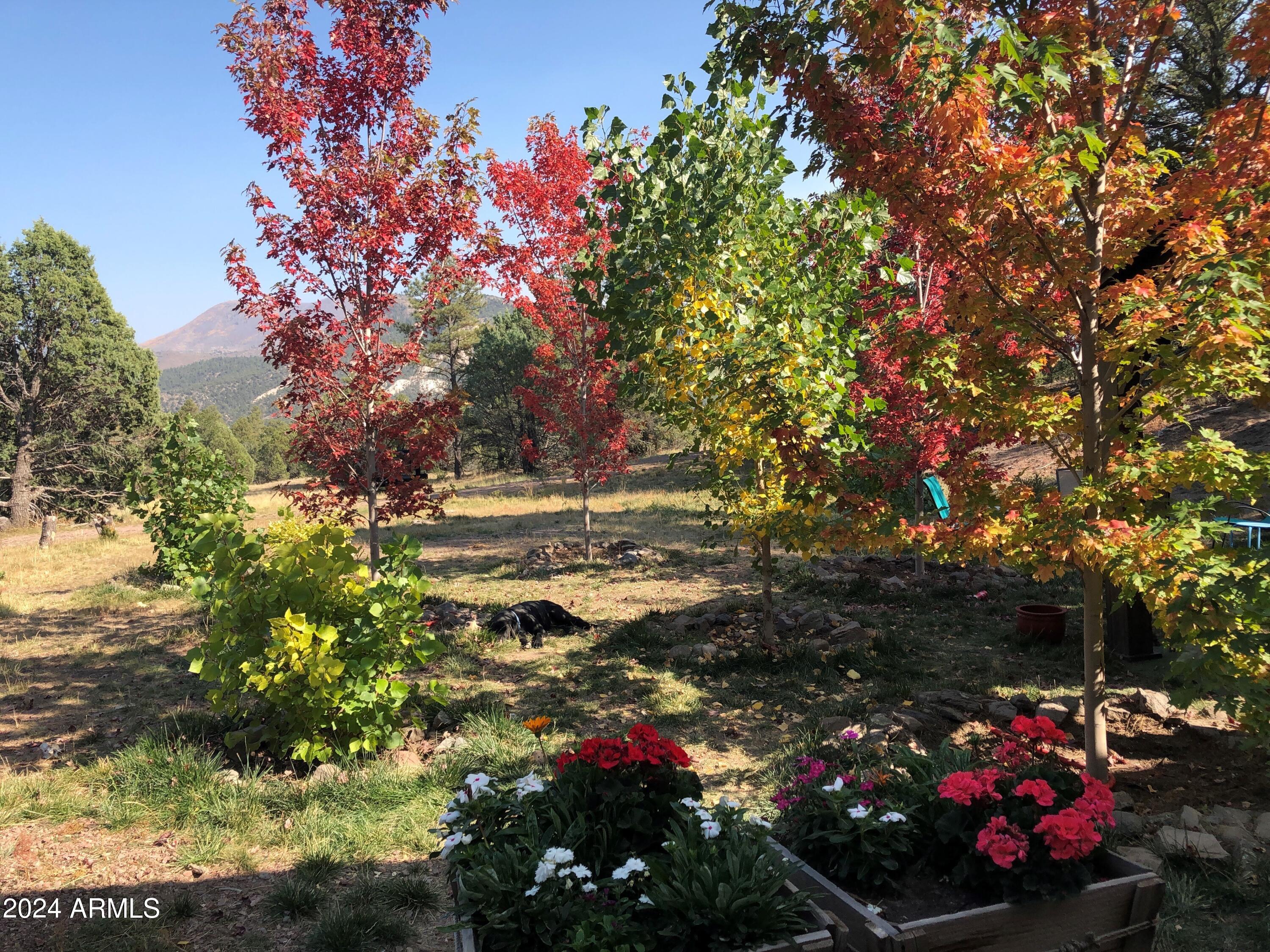 2 County Rd N2331 Nutrioso, AZ 85932 - Photo 7 of 40 a picture of flowers