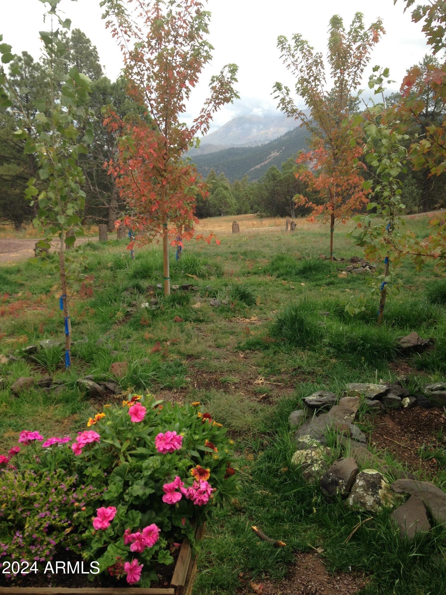 2 County Rd N2331 Nutrioso, AZ 85932 - Photo 9 of 40 a view of a flower in a yard