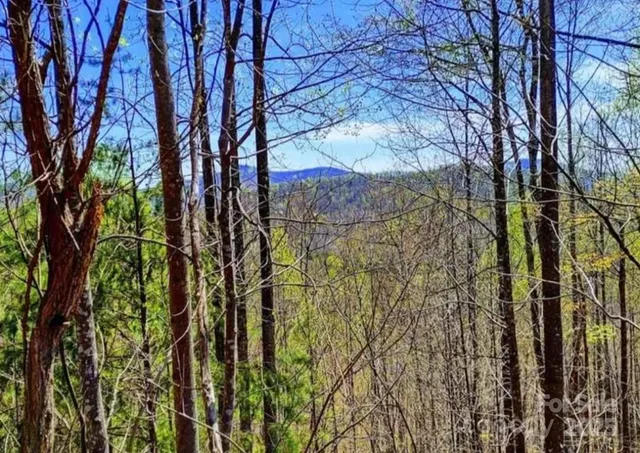 a view of a yard with plants and trees