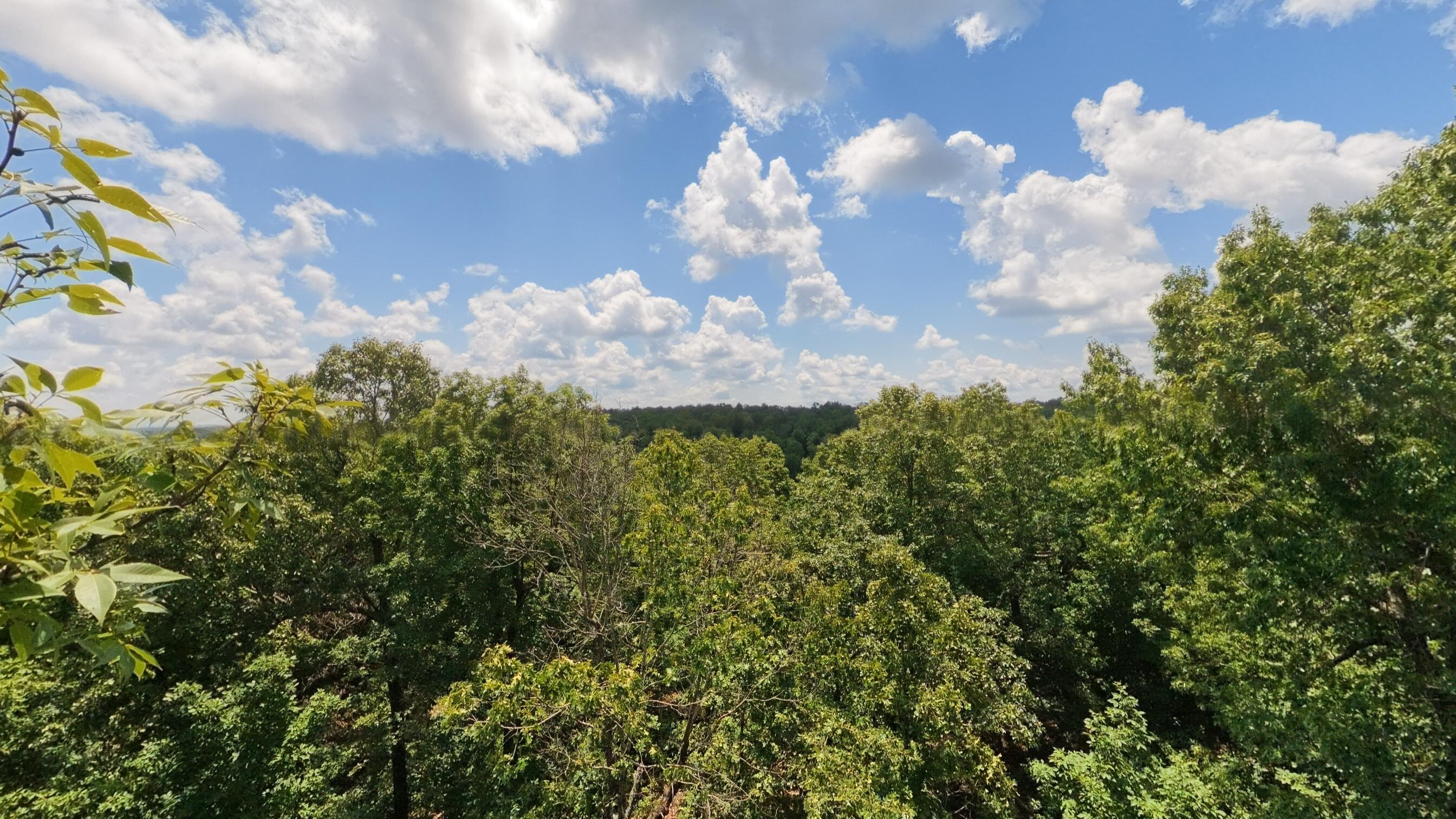 10824 Upper Janes Creek Road Ravenden, AR 72459 - Photo 60 of 79 93 acre hunting property059