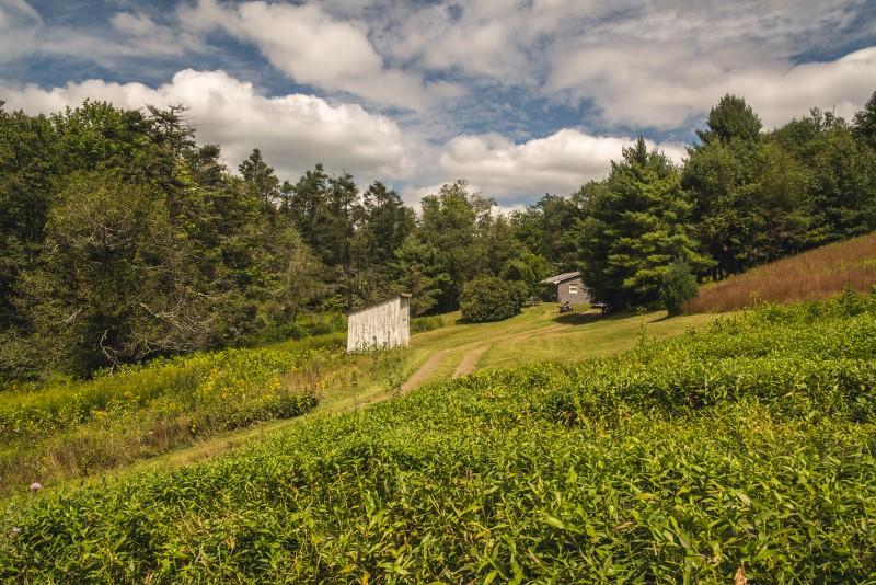 401 Sawmill Road Southwest Willis, VA 24380 - Photo 17 of 31 a view of a yard with plants and large trees