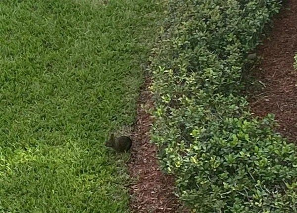 a view of a lush green forest
