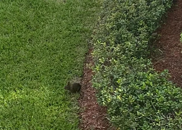 a view of a lush green forest