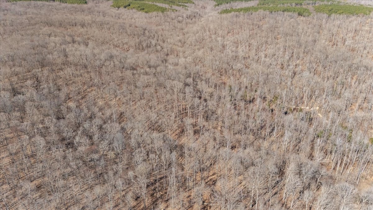0 West Of Magnolia Road Stewart, TN 37175 - Photo 22 of 25 a close up view of a dry yard