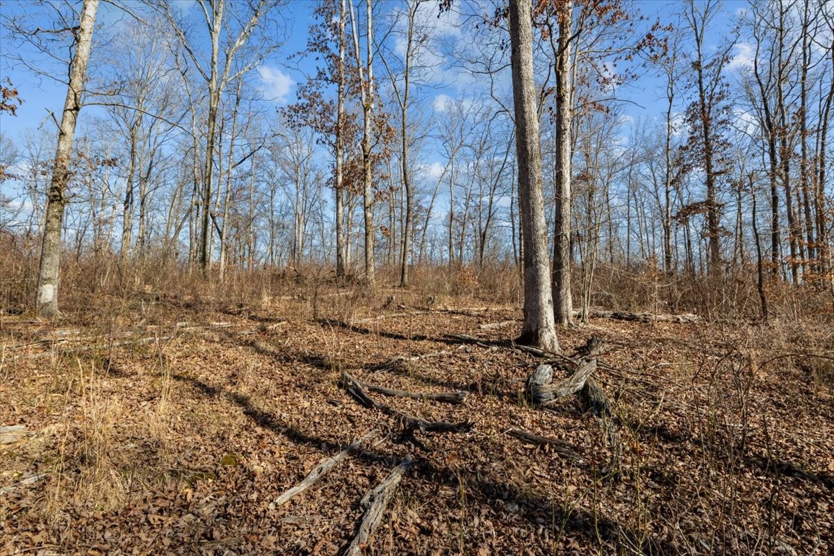 0 West Of Magnolia Road Stewart, TN 37175 - Photo 5 of 25 a view of a yard with trees