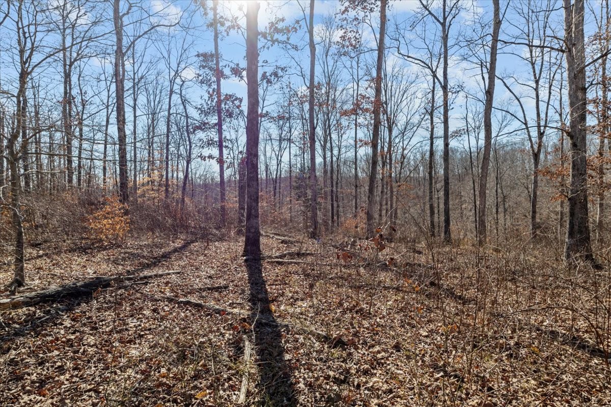 0 West Of Magnolia Road Stewart, TN 37175 - Photo 6 of 25 a view of a yard with trees