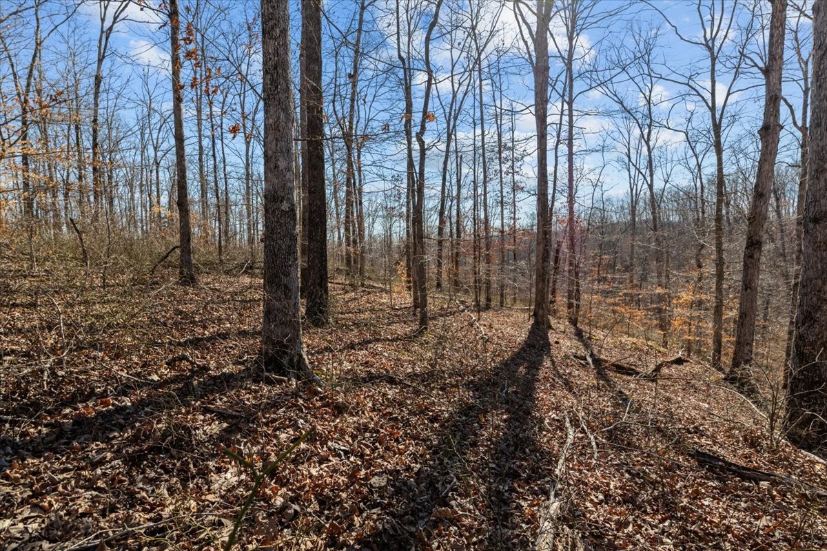 0 West Of Magnolia Road Stewart, TN 37175 - Photo 7 of 25 a view of a forest