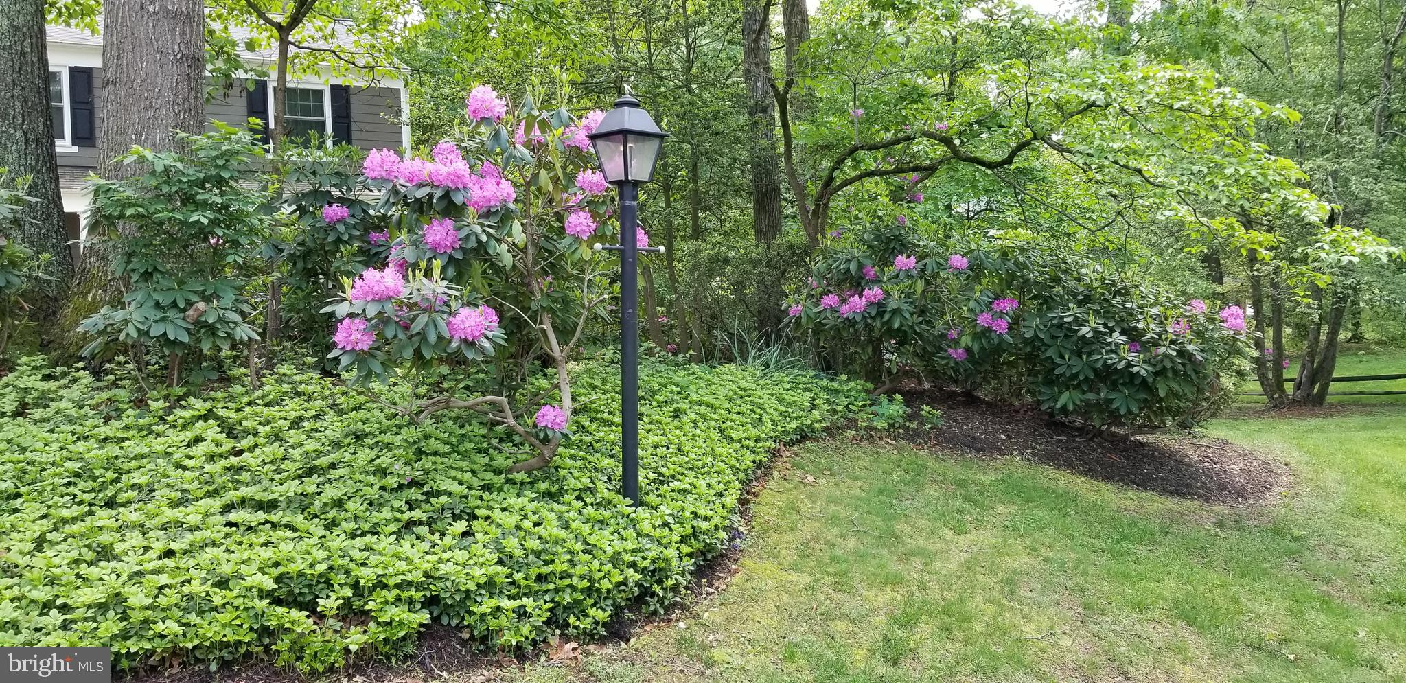 11403 Running Cedar Road Reston, VA 20191 - Photo 4 of 58 Rhododendron, oak , and pachysandra ground cover.